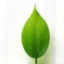 Green leaf icon